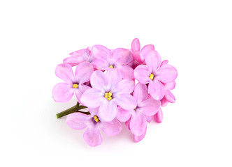 Fototapeta na wymiar Sprig of lilac flowers.