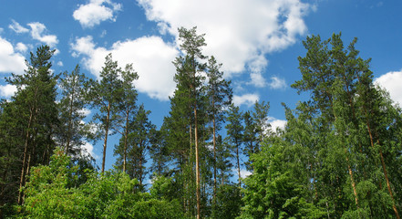 Pine tops against blue sky. Panorama