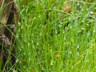 Raindrops in grass