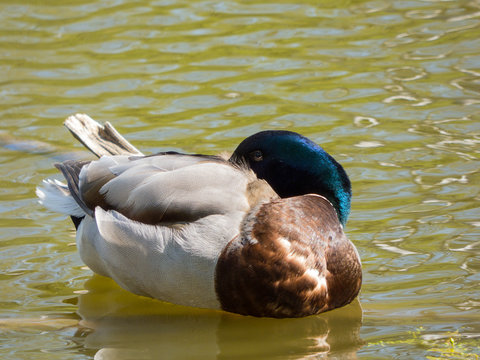 Sleeping Duck On Pond