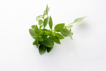 du basilic