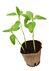 Sunflower seedling