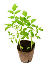 Tomato plant in a peat pot