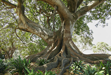 alter Baum