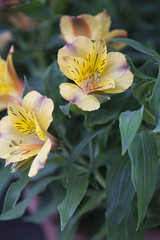 Obraz premium flower in bloom
