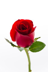 Fototapeta premium Red rose