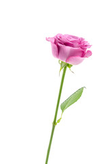 Pink rose isolated on white