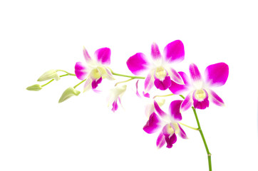 Obraz premium Purple orchid flower isolated white background