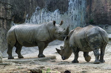 Obraz premium 동물 세상