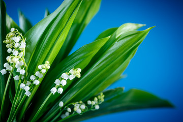 Lily of the valley