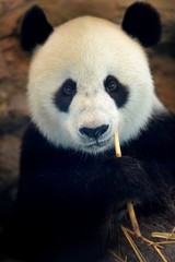 Fototapeta premium Panda