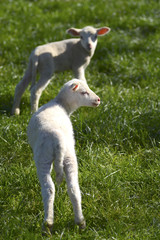 Obraz premium Lamb in nature