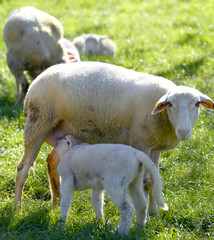 Flock of sheep and lamb in a close