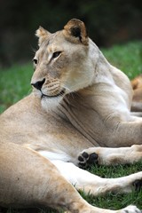 Obraz premium African Lion