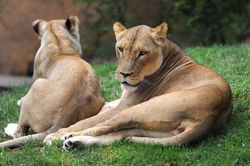 African Lion
