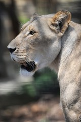 African Lion