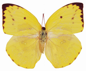 Fototapeta premium 나비 디테일