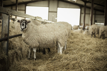 Sheep in a barn during lambing time.