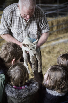 Children and newborn lambs in a lambing shed.