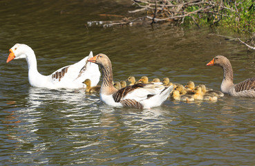 Geese with babies