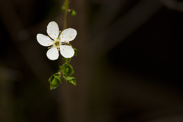 Kwiat śliwki