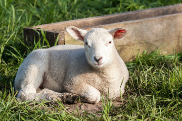 Obraz premium lamb