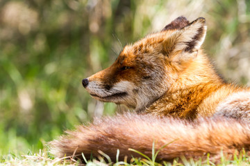 fox head