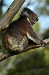 Koala sit on an eucalyptus tree