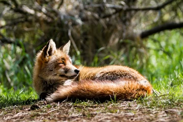 Peel and stick wall murals fox head