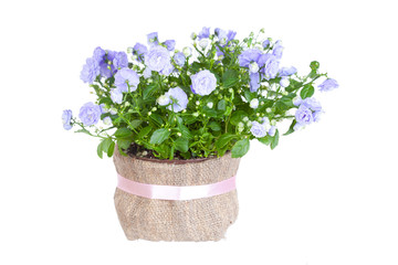 Blue Campanula terry in a flowerpot 