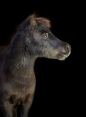 Black pony