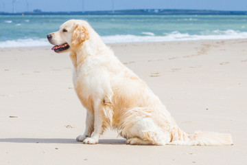 Golden Retriever am Strand