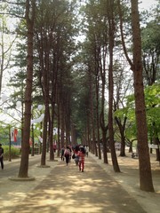 Beautiful forest
