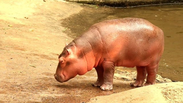 hippo  in chiangmai-nightsafari ,chiangmai Thailand