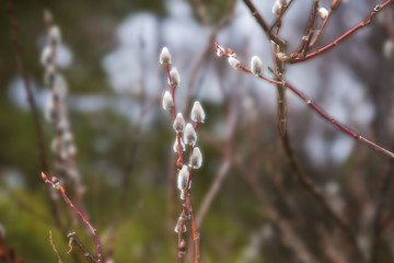 フリソデヤナギ