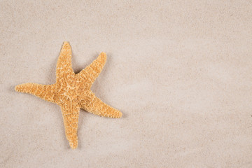 Fototapeta na wymiar sea shells and starfish with sand