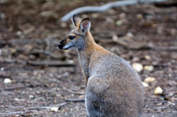 Antilopine kangaroo