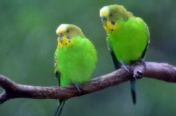 Budgerigar