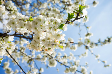 Сherry blossom