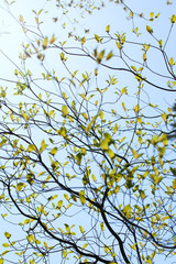 Fresh leaves and branches of dogwood and sunshine