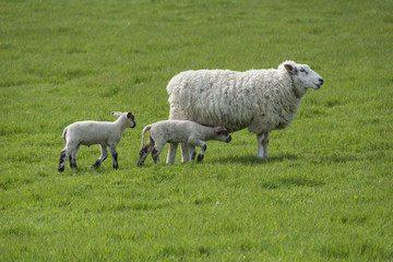 Sheep and lambs