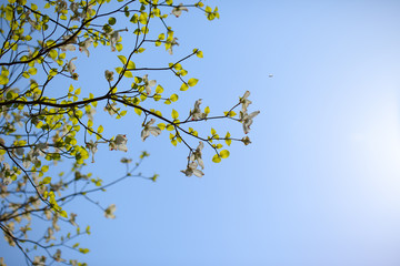 White flowering dogwood tree in bloom in sunlight