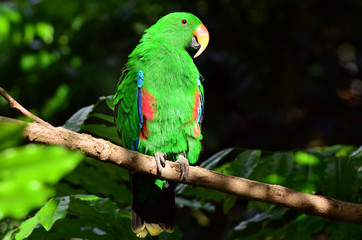 Female Eclectus Parrot