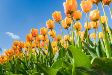Obraz premium Tulips in spring sun.