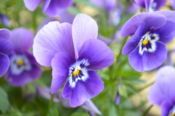 Pansies