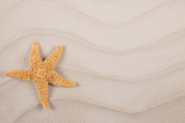 Fototapeta na wymiar sea shells and starfish with sand