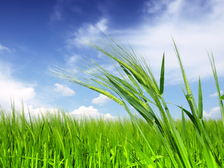 Fototapeta premium Wheat field against a blue sky