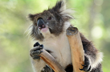 Koala sit on an eucalyptus tree