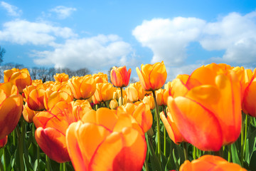 Obraz premium Tulips in spring sun.