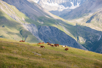 K&uuml;he auf der Hochalm
